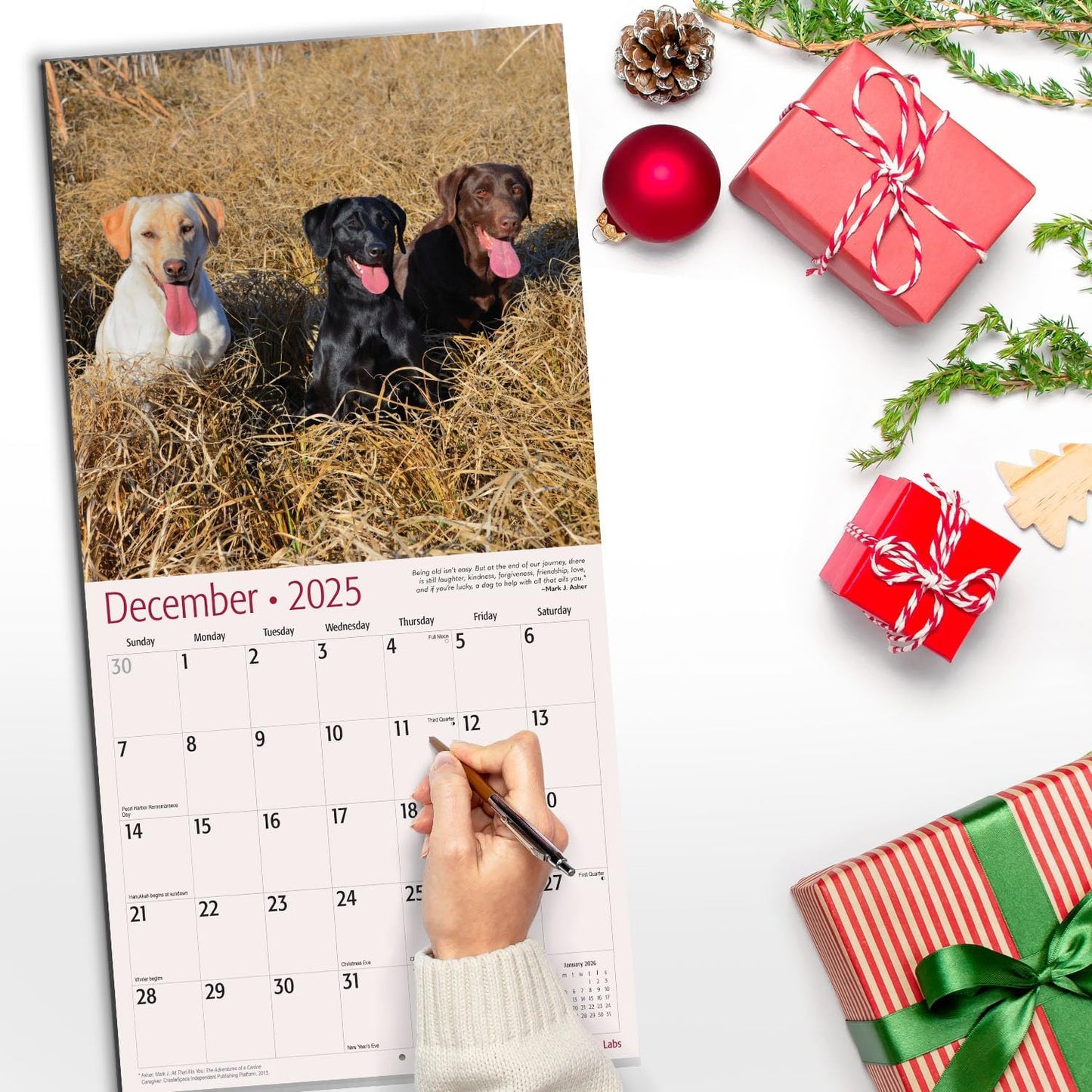 Labs 2025 Wall Calendar 12 Month | 12" X 24" Open | Thick & Sturdy Paper | Giftable | Calendar 2025